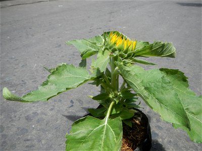 Sunflowers in Bulacan Mother-of-millions in the Philippines photo