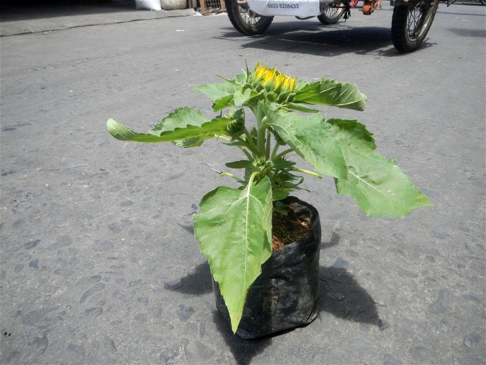 Sunflowers in Bulacan Mother-of-millions in the Philippines
