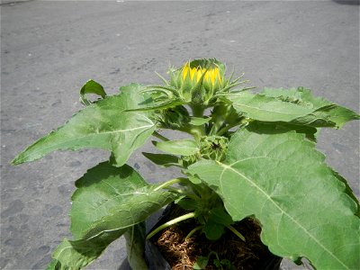 Sunflowers in Bulacan Mother-of-millions in the Philippines