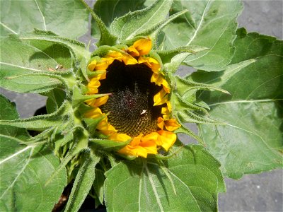 Sunflowers in Bulacan Mother-of-millions in the Philippines photo