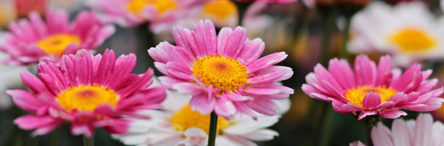 Summer floral daisies