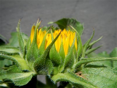 Sunflowers in Bulacan Mother-of-millions in the Philippines photo