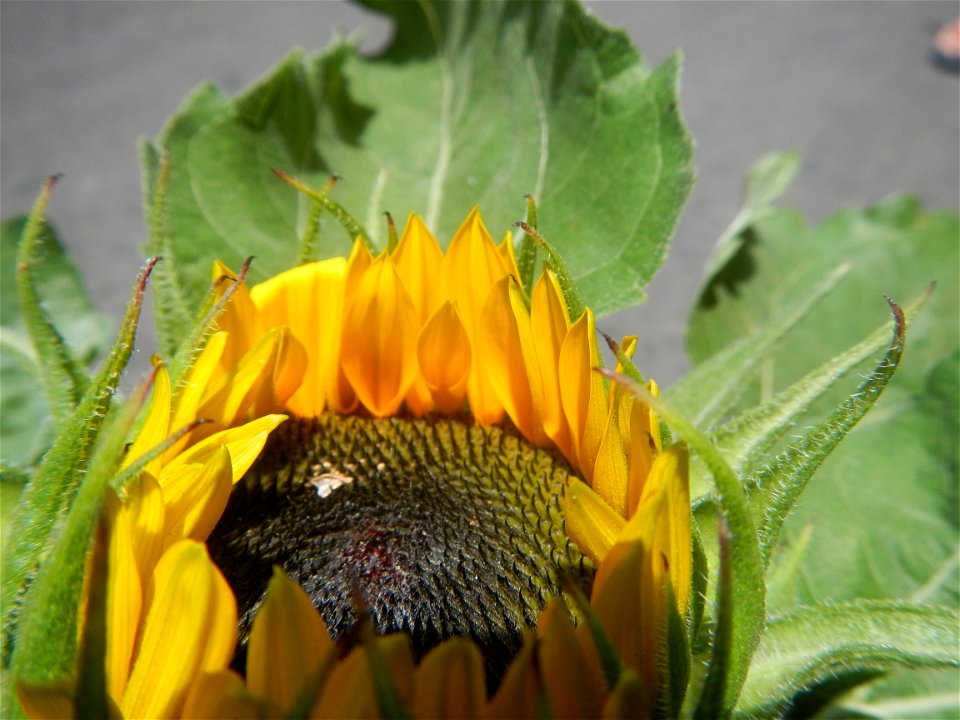 Sunflowers in Bulacan Mother-of-millions in the Philippines
