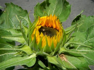 Sunflowers in Bulacan Mother-of-millions in the Philippines photo