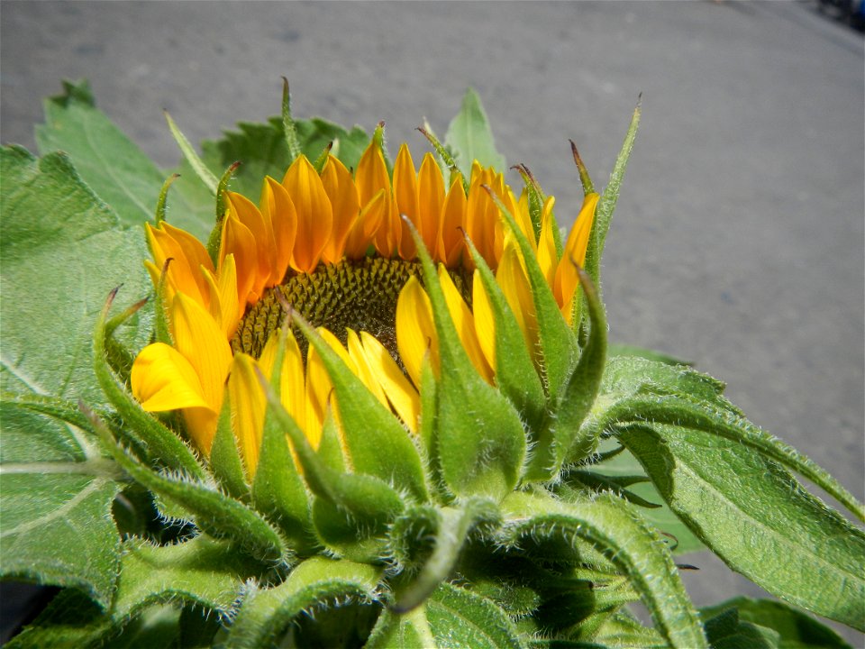 Sunflowers in Bulacan Mother-of-millions in the Philippines