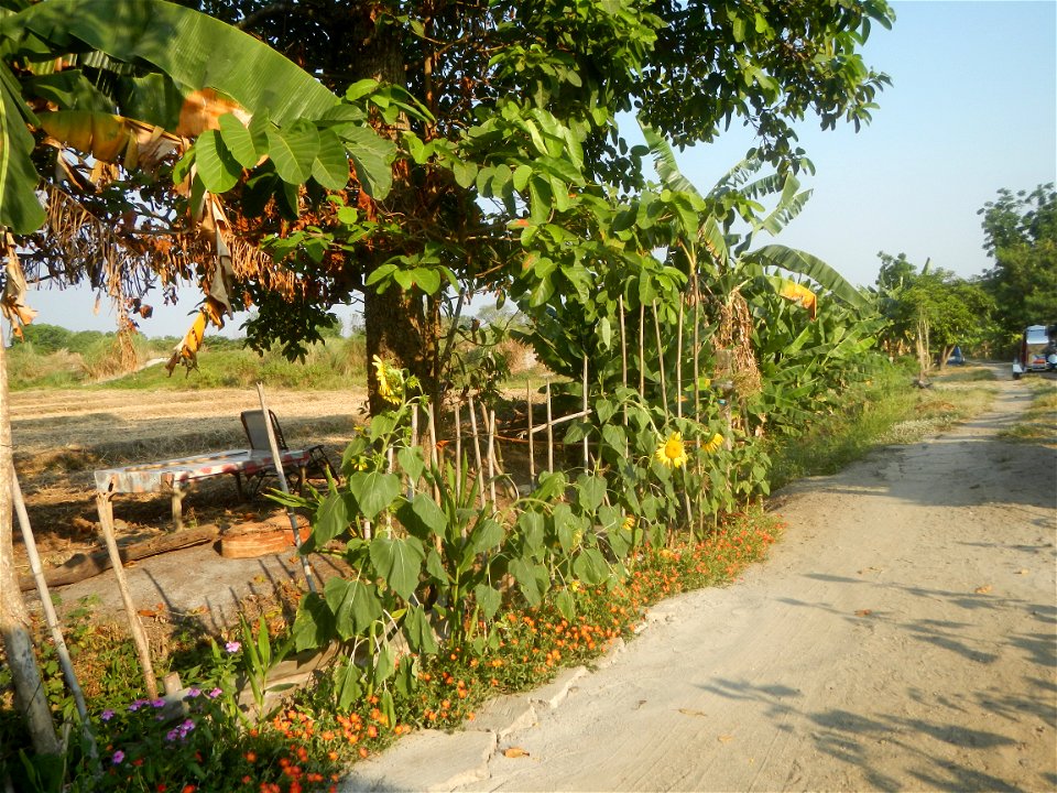 Rubiaceae Bangkal Nauclea orientalis L. LEICHHARDT TREE  Nauclea orientalis  Sunflowers in Bulacan