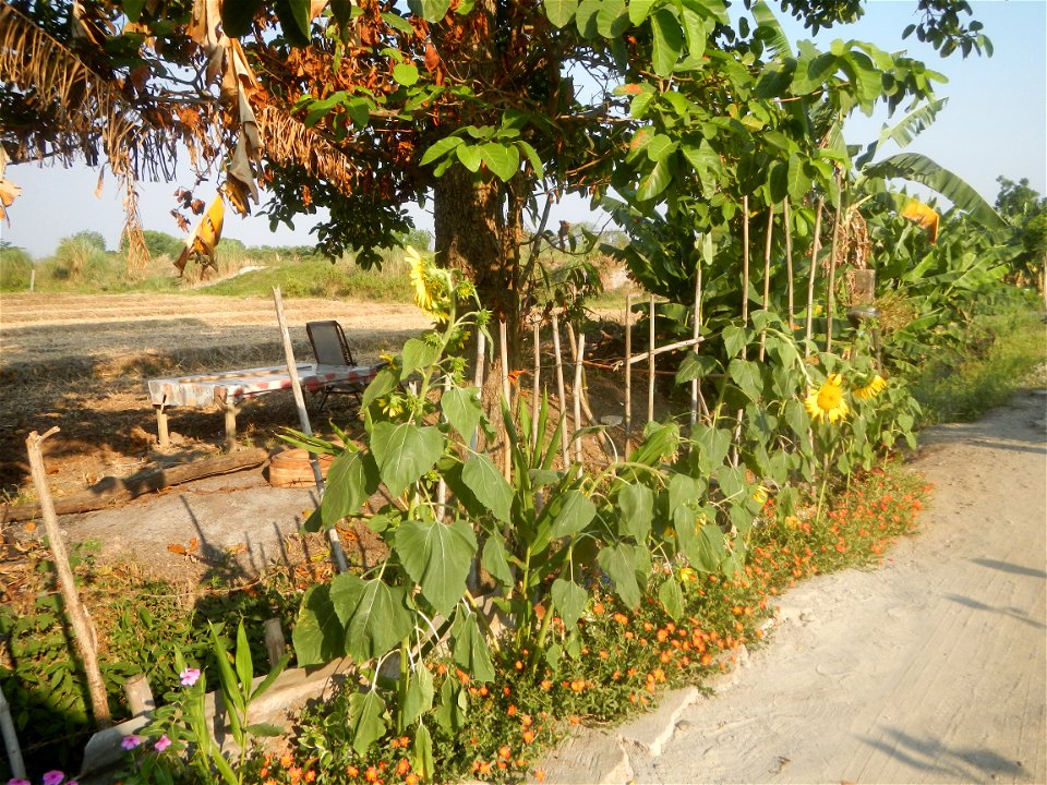 Rubiaceae Bangkal Nauclea orientalis L. LEICHHARDT TREE  Nauclea orientalis  Sunflowers in Bulacan