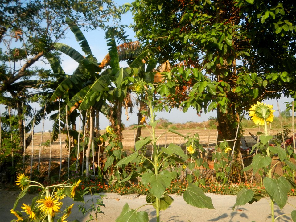 Rubiaceae Bangkal Nauclea orientalis L. LEICHHARDT TREE  Nauclea orientalis  Sunflowers in Bulacan