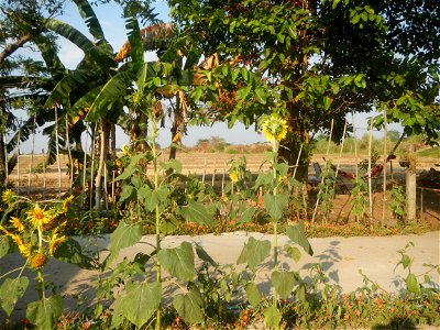 Rubiaceae Bangkal Nauclea orientalis L. LEICHHARDT TREE  Nauclea orientalis  Sunflowers in Bulacan