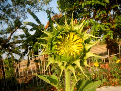 Rubiaceae Bangkal Nauclea orientalis L. LEICHHARDT TREE  Nauclea orientalis  Sunflowers in Bulacan