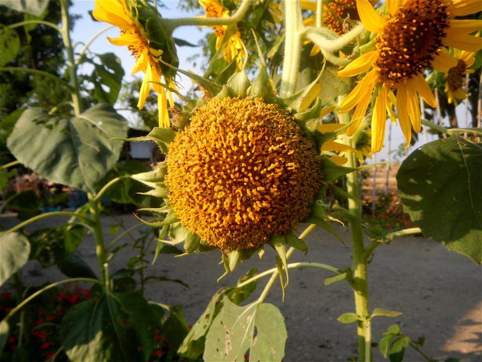 Rubiaceae Bangkal Nauclea orientalis L. LEICHHARDT TREE  Nauclea orientalis  Sunflowers in Bulacan