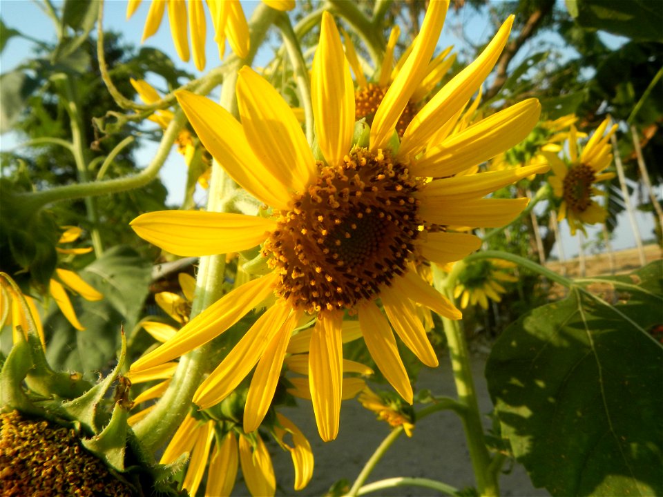 Rubiaceae Bangkal Nauclea orientalis L. LEICHHARDT TREE  Nauclea orientalis  Sunflowers in Bulacan