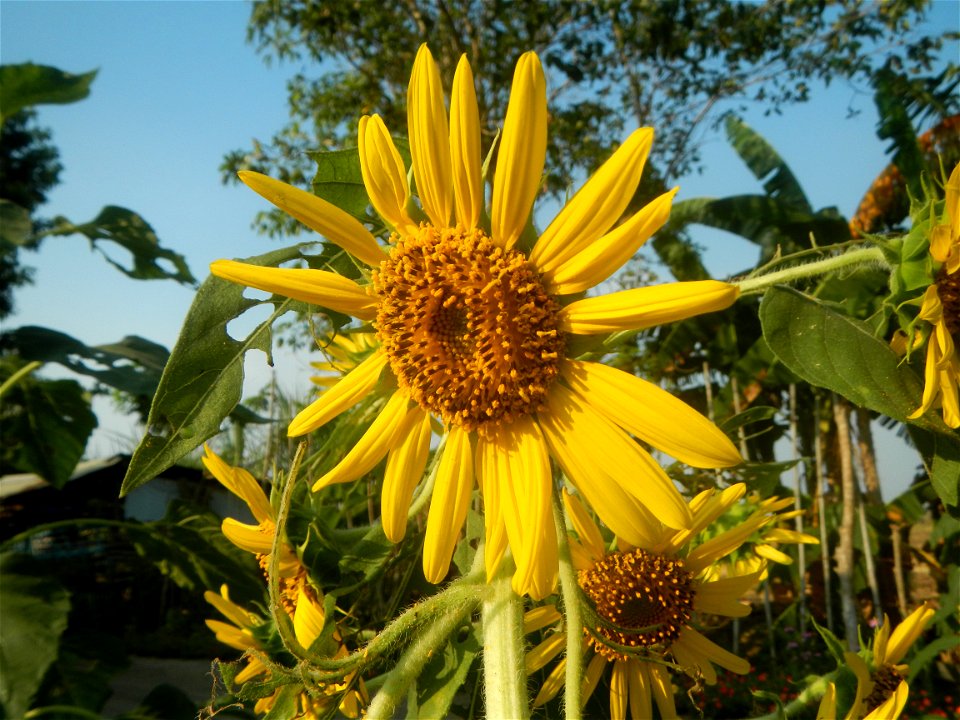 Rubiaceae Bangkal Nauclea orientalis L. LEICHHARDT TREE  Nauclea orientalis  Sunflowers in Bulacan