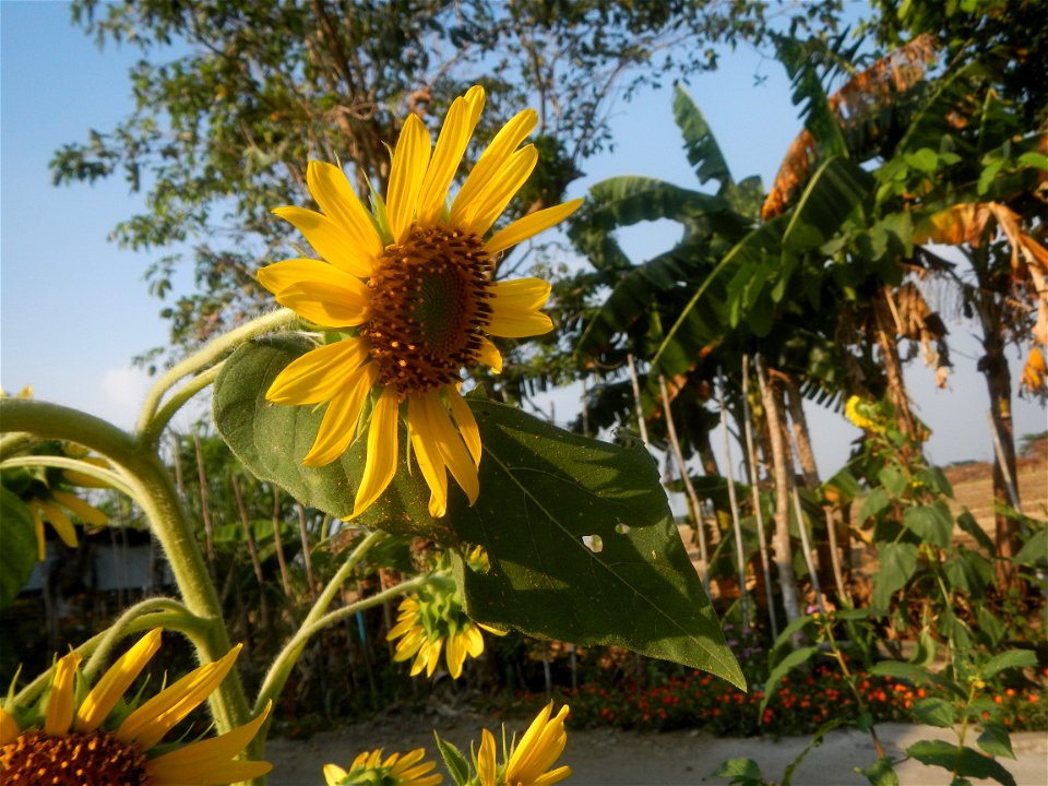 Rubiaceae Bangkal Nauclea orientalis L. LEICHHARDT TREE  Nauclea orientalis  Sunflowers in Bulacan