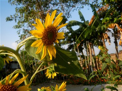 Rubiaceae Bangkal Nauclea orientalis L. LEICHHARDT TREE Nauclea orientalis Sunflowers in Bulacan photo