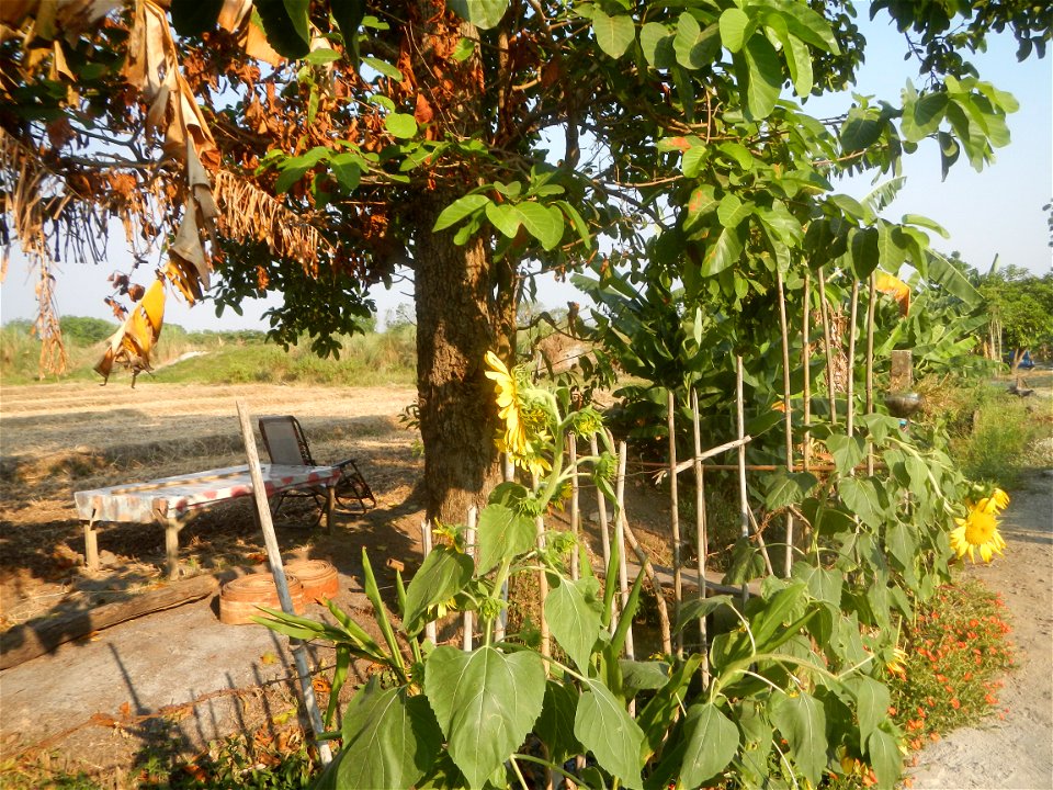 Rubiaceae Bangkal Nauclea orientalis L. LEICHHARDT TREE  Nauclea orientalis  Sunflowers in Bulacan