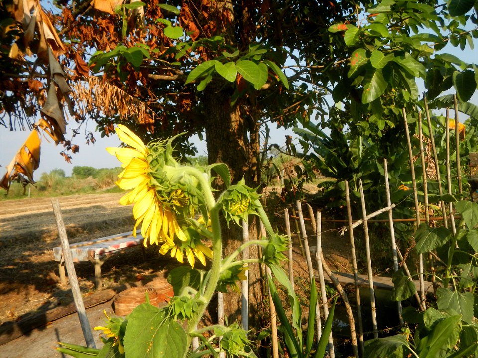 Rubiaceae Bangkal Nauclea orientalis L. LEICHHARDT TREE  Nauclea orientalis  Sunflowers in Bulacan