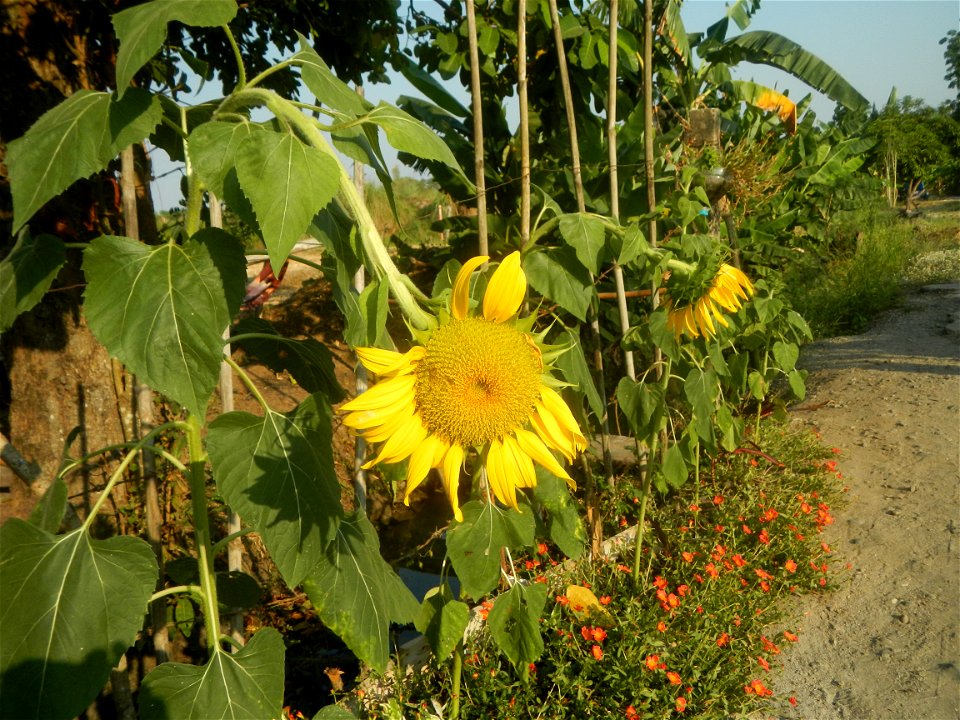 Rubiaceae Bangkal Nauclea orientalis L. LEICHHARDT TREE  Nauclea orientalis  Sunflowers in Bulacan