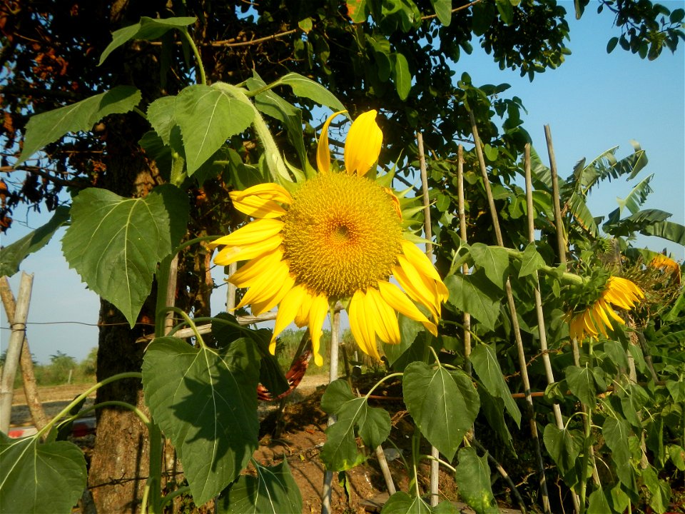 Rubiaceae Bangkal Nauclea orientalis L. LEICHHARDT TREE  Nauclea orientalis  Sunflowers in Bulacan