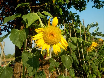 Rubiaceae Bangkal Nauclea orientalis L. LEICHHARDT TREE  Nauclea orientalis  Sunflowers in Bulacan