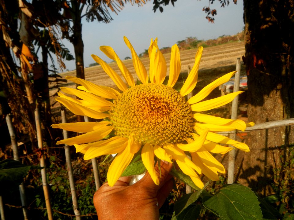 Rubiaceae Bangkal Nauclea orientalis L. LEICHHARDT TREE  Nauclea orientalis  Sunflowers in Bulacan
