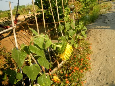 Rubiaceae Bangkal Nauclea orientalis L. LEICHHARDT TREE  Nauclea orientalis  Sunflowers in Bulacan