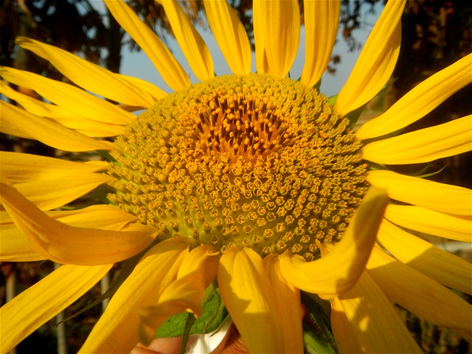 Rubiaceae Bangkal Nauclea orientalis L. LEICHHARDT TREE  Nauclea orientalis  Sunflowers in Bulacan