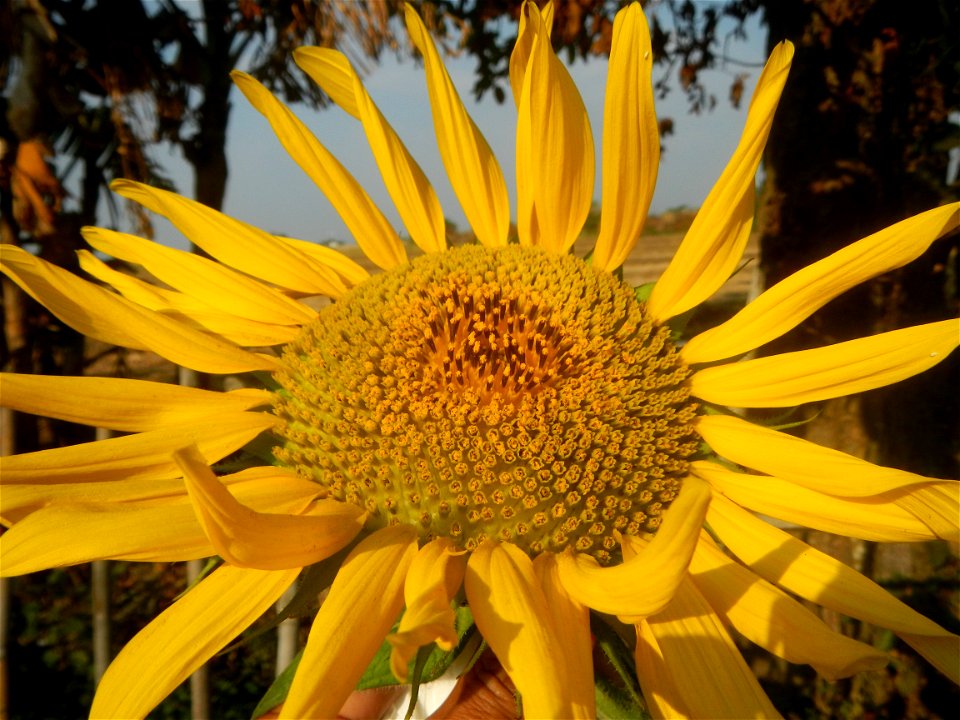 Rubiaceae Bangkal Nauclea orientalis L. LEICHHARDT TREE  Nauclea orientalis  Sunflowers in Bulacan
