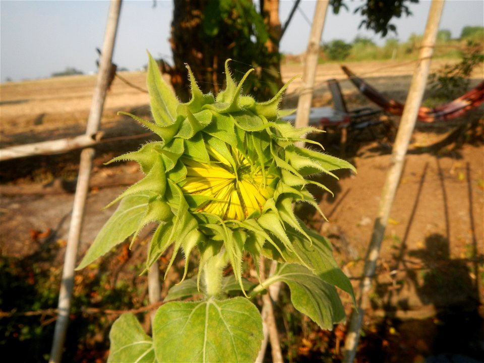 Rubiaceae Bangkal Nauclea orientalis L. LEICHHARDT TREE  Nauclea orientalis  Sunflowers in Bulacan
