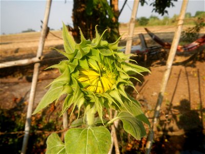 Rubiaceae Bangkal Nauclea orientalis L. LEICHHARDT TREE  Nauclea orientalis  Sunflowers in Bulacan