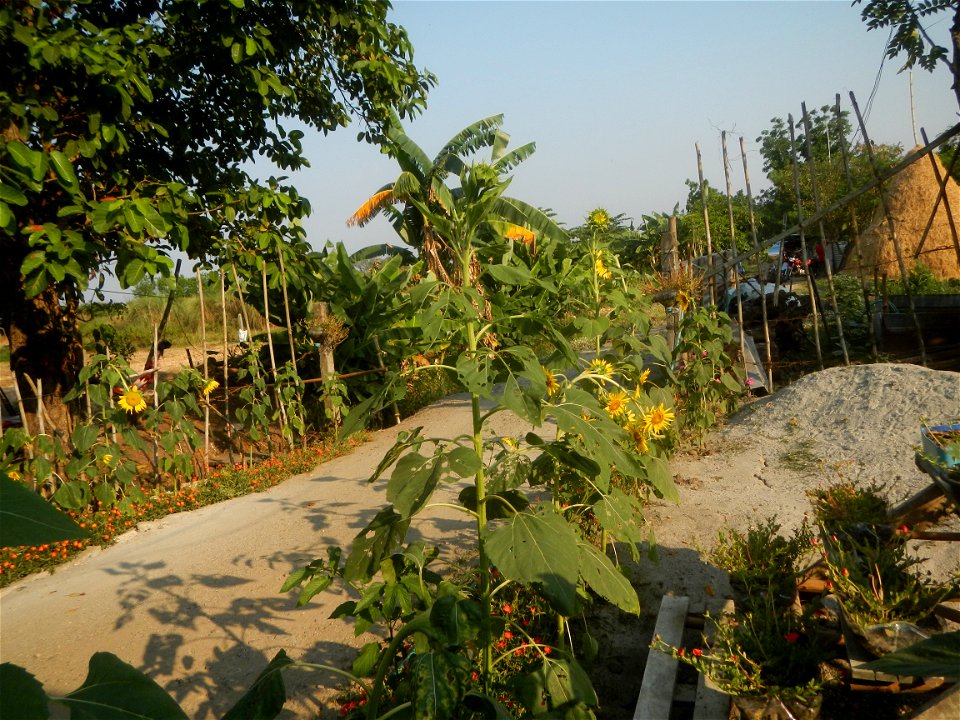 Rubiaceae Bangkal Nauclea orientalis L. LEICHHARDT TREE  Nauclea orientalis  Sunflowers in Bulacan