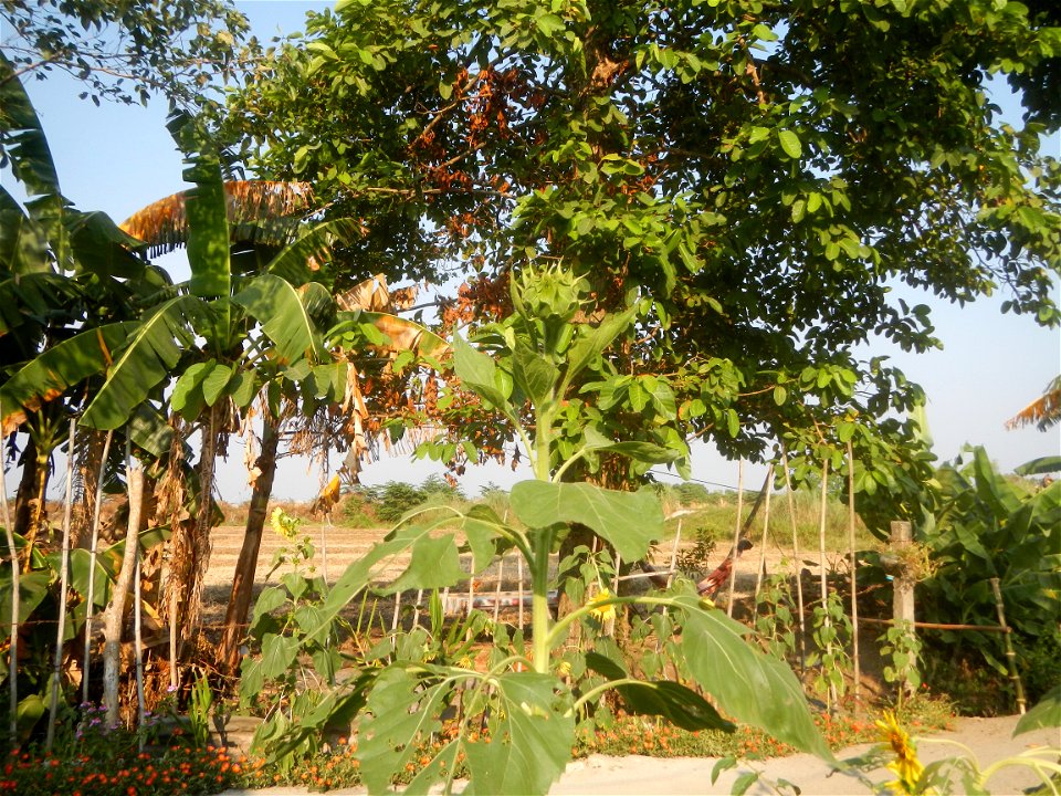 Rubiaceae Bangkal Nauclea orientalis L. LEICHHARDT TREE  Nauclea orientalis  Sunflowers in Bulacan