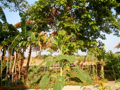 Rubiaceae Bangkal Nauclea orientalis L. LEICHHARDT TREE Nauclea orientalis Sunflowers in Bulacan photo