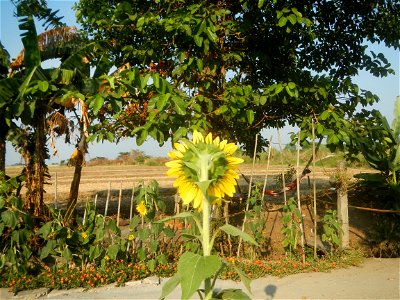 Rubiaceae Bangkal Nauclea orientalis L. LEICHHARDT TREE Nauclea orientalis Sunflowers in Bulacan photo