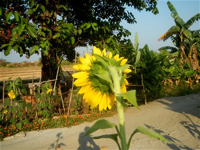 Rubiaceae Bangkal Nauclea orientalis L. LEICHHARDT TREE  Nauclea orientalis  Sunflowers in Bulacan