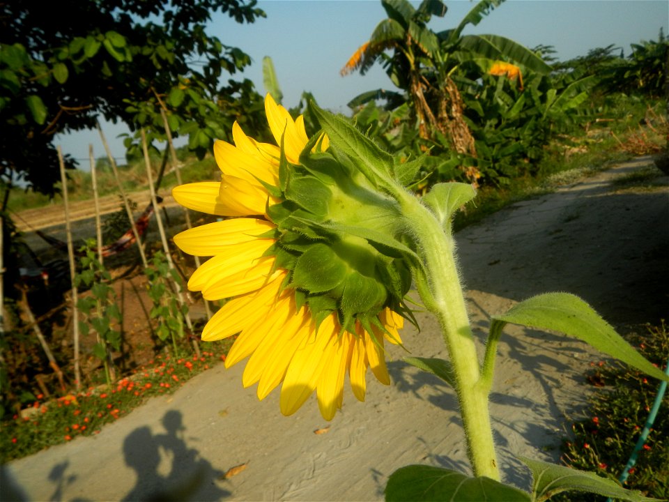 Rubiaceae Bangkal Nauclea orientalis L. LEICHHARDT TREE  Nauclea orientalis  Sunflowers in Bulacan