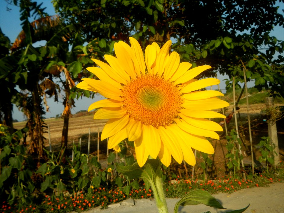 Rubiaceae Bangkal Nauclea orientalis L. LEICHHARDT TREE  Nauclea orientalis  Sunflowers in Bulacan