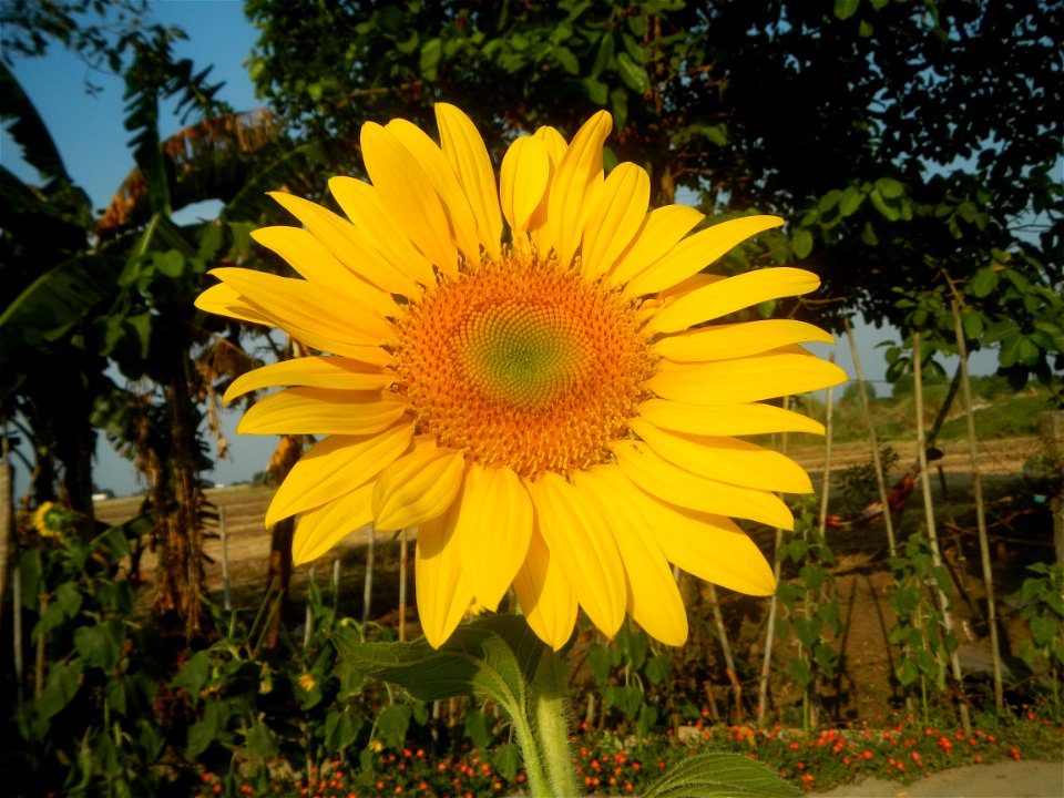 Rubiaceae Bangkal Nauclea orientalis L. LEICHHARDT TREE  Nauclea orientalis  Sunflowers in Bulacan