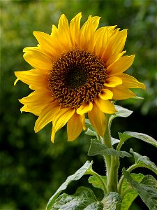 A sunflower photo