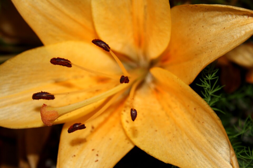 Nature garden bloom