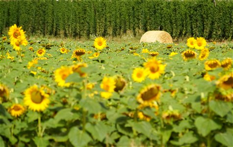Sunflower fields in Astorga. Castile, and León, fields, from the Way, province of León, Castile and Leon, Kingdom of Spain photo