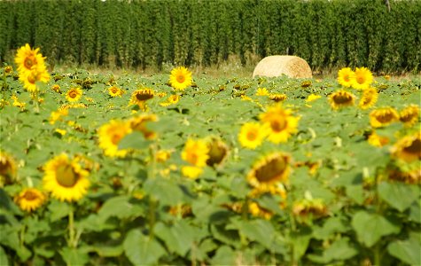 Sunflower fields in Astorga. Castile, and León, fields, from the Way, province of León, Castile and Leon, Kingdom of Spain