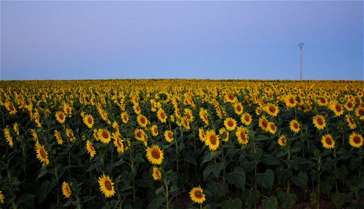Sunflower fields, from the Way, province of Burgos, Castile and Leon, Kingdom of Spain