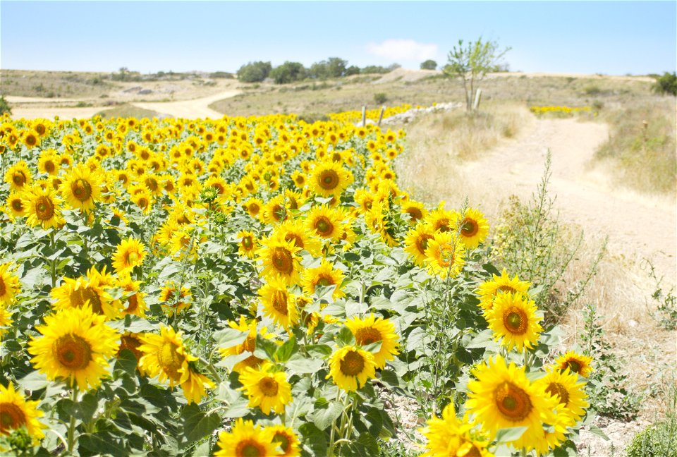 Sundflower fields, from the Way province of Palencia, Castile and Leon, Kingdom of Spain
