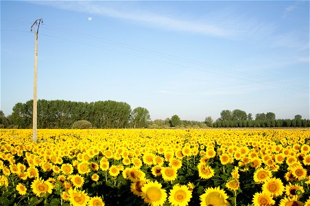 Sundflower fields, from the Way province of Palencia, Castile and Leon, Kingdom of Spain photo