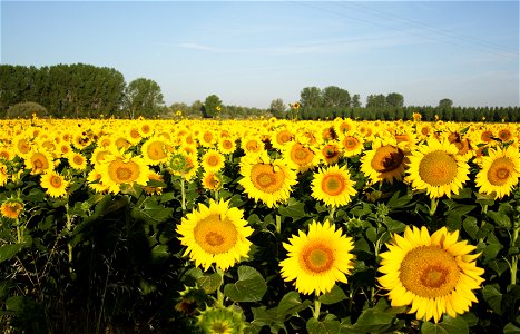 Sundflower fields, from the Way province of Palencia, Castile and Leon, Kingdom of Spain