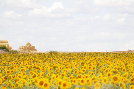 From the Way, province of Palencia, Castile and Leon, Kingdom of Spain