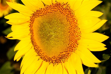Sunflower detail, from the Way province of Palencia, Castile and Leon, Kingdom of Spain
