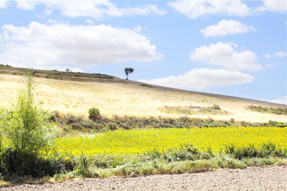 Sundflower fields, from the Way, province of Burgos, Castile and Leon, Kingdom of Spain