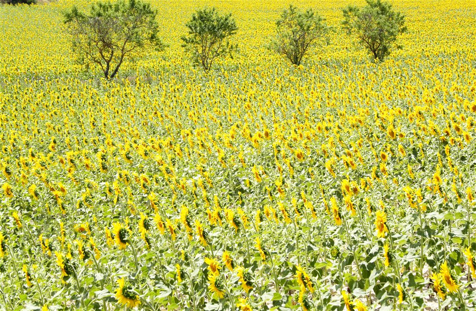 Sundflower fields, from the Way, province of Burgos, Castile and Leon, Kingdom of Spain